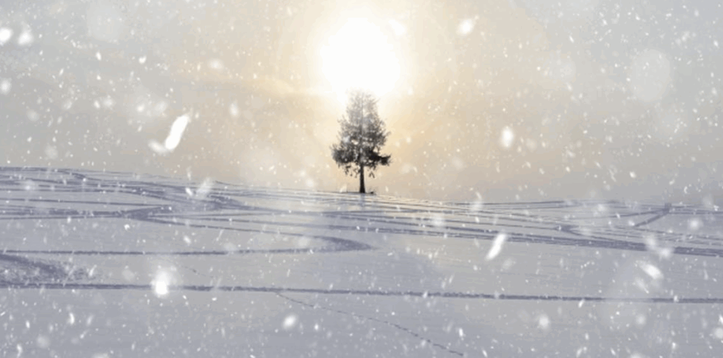 一面の雪景色と木、舞い落ちる雪と逆光の太陽